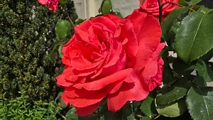 20250521_154025 rose de la chapelle ST Antoine